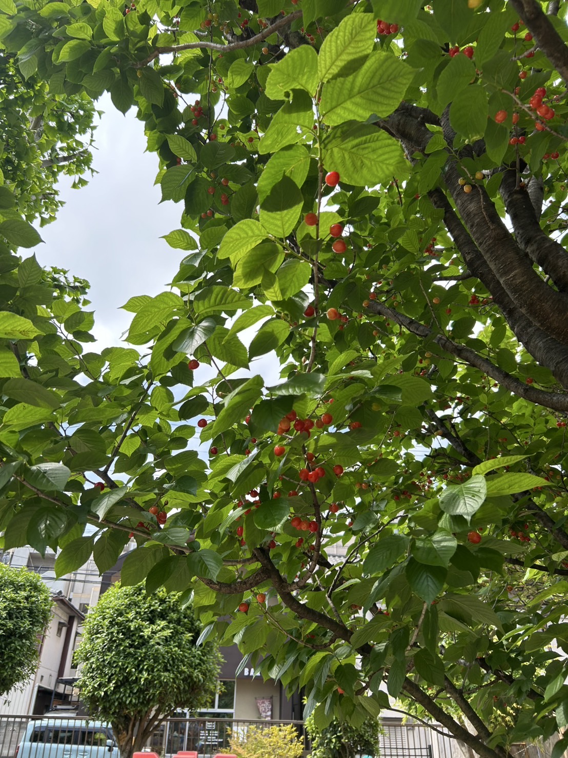 さくらんぼ🍒収穫