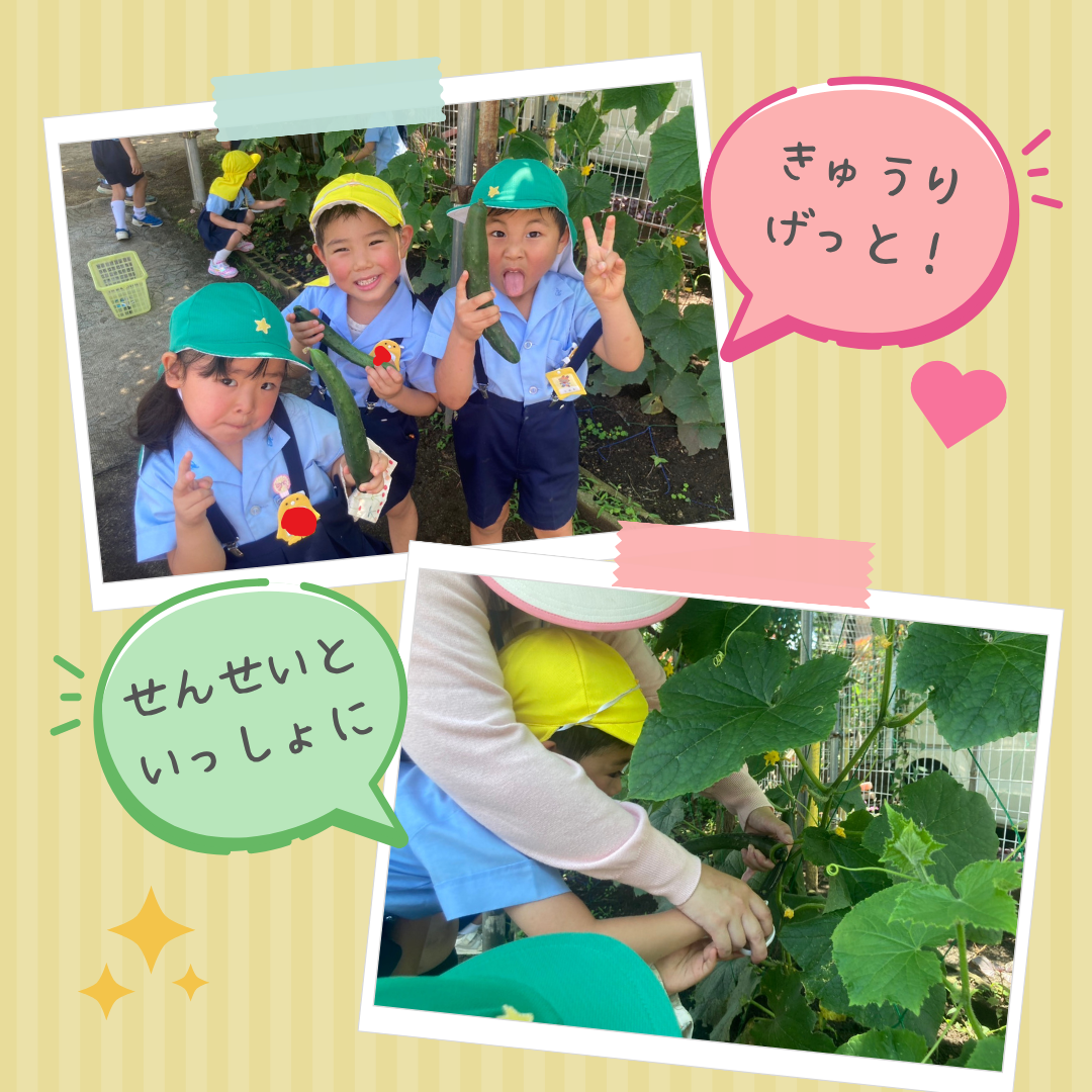 収穫🥒