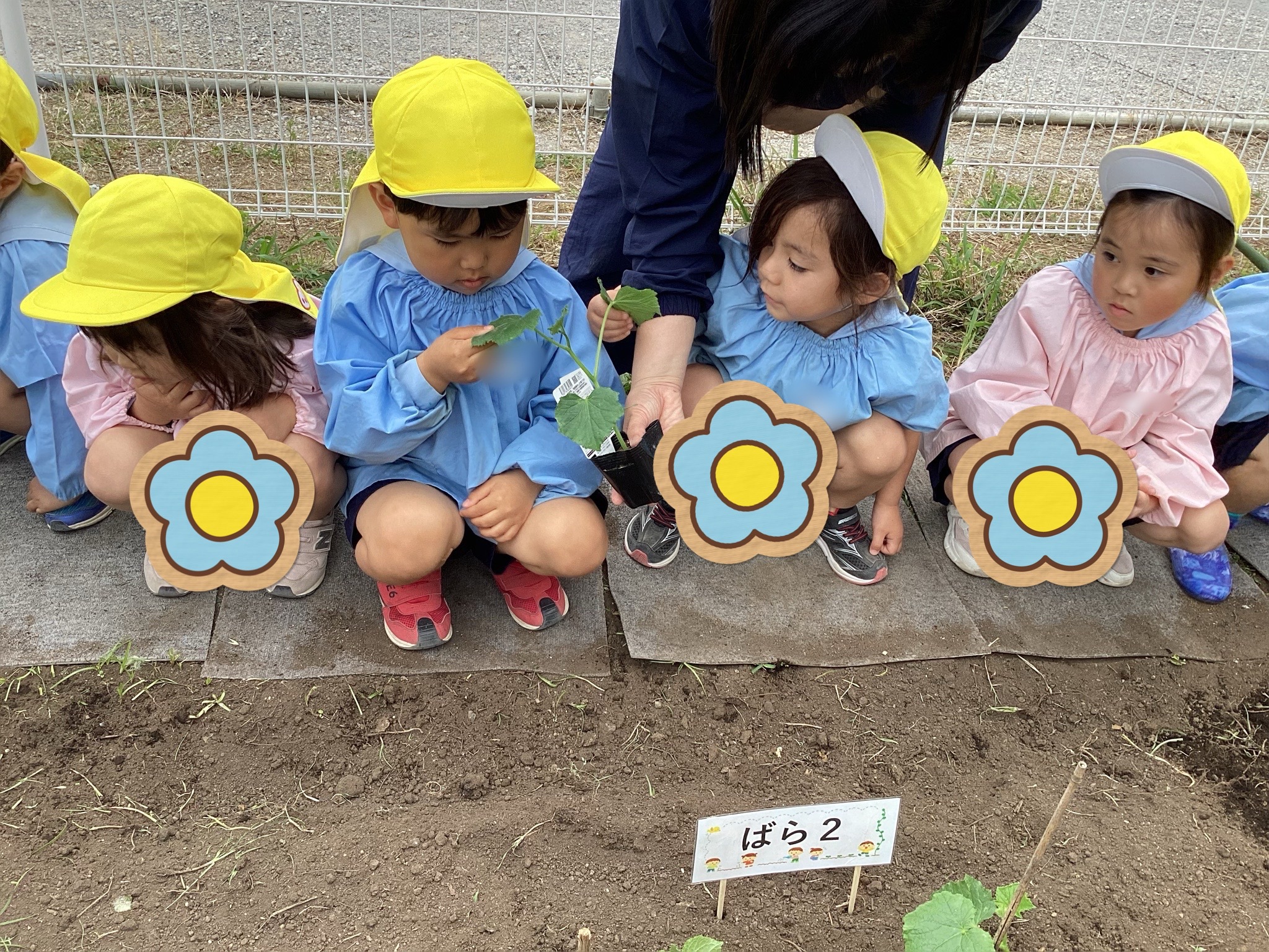 ばら３組