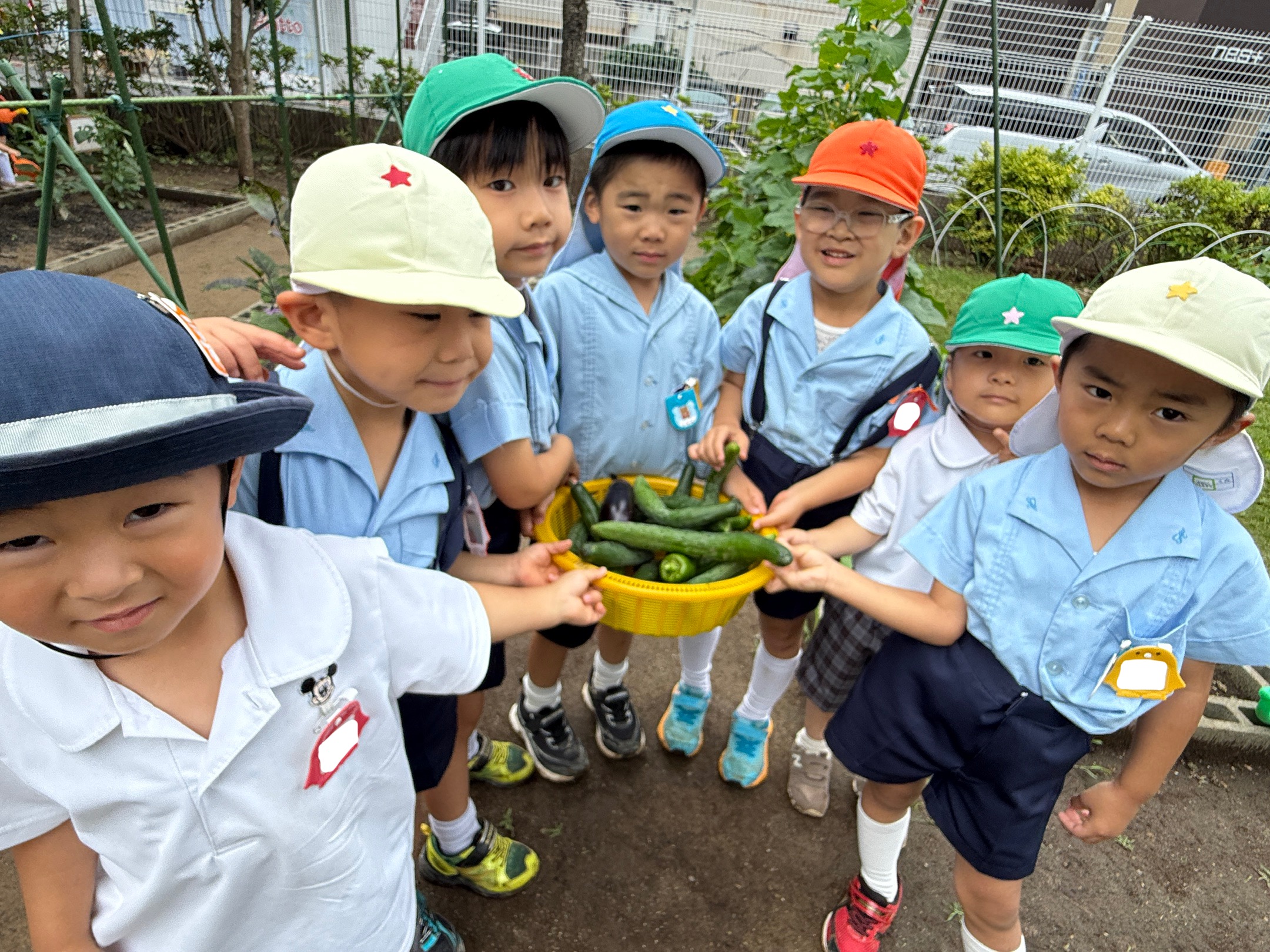 野菜の収穫🥒